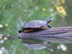 Chrysemys picta picta