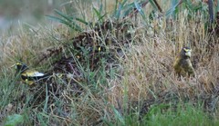 Coccothraustes vespertinus