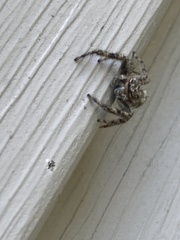 Platycryptus undatus