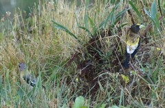 Coccothraustes vespertinus