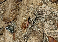 Myodocha serripes