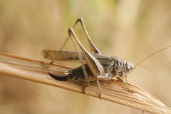 Platycleis grisea