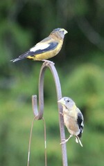 Coccothraustes vespertinus