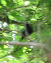 Chiroxiphia linearis