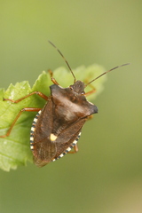 Pentatoma rufipes