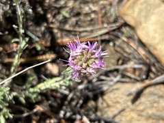 Monardella linoides