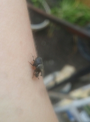 Onthophagus hecate