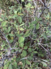 Frangula californica