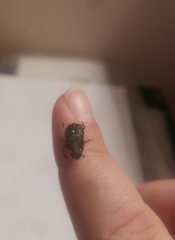 Onthophagus hecate