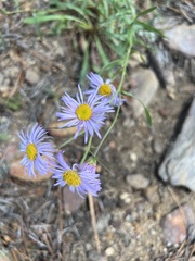 Erigeron divergens