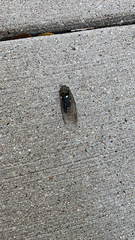 Neotibicen pruinosus