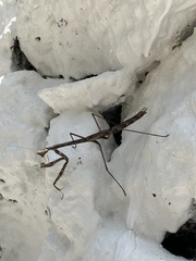 Phasmomantis sumichrasti