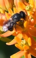 Megachilidae