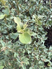 Quercus chrysolepis