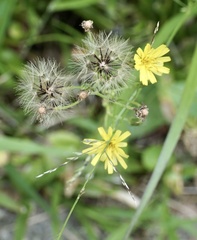 Hieracium paniculatum
