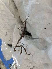 Phasmomantis sumichrasti