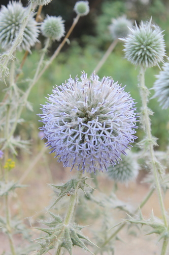 Mosulian globe thistle (Echinops chardinii)