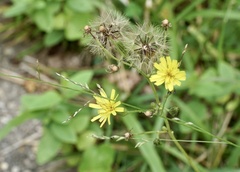 Hieracium paniculatum