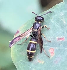 Symmorphus canadensis