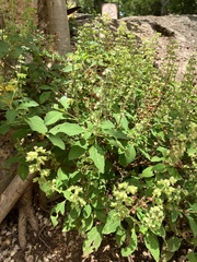 Ocimum campechianum