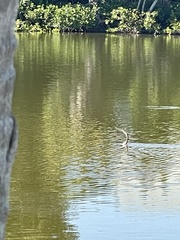 Anhinga anhinga
