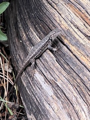 Sceloporus graciosus vandenburgianus