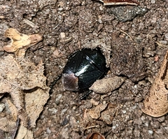 Pangaeus bilineatus