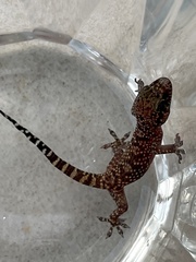 Hemidactylus turcicus