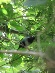 Chiroxiphia linearis