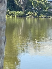 Anhinga anhinga