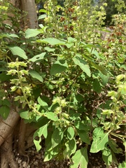 Ocimum campechianum