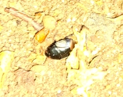 Pangaeus bilineatus
