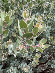 Arctostaphylos pringlei