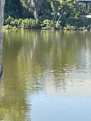 Anhinga anhinga