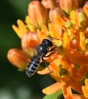 Megachilidae