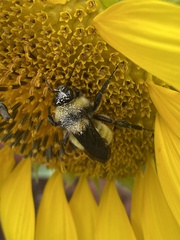 Bombus pensylvanicus