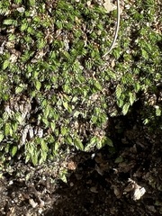 Selaginella eremophila