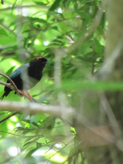 Chiroxiphia linearis