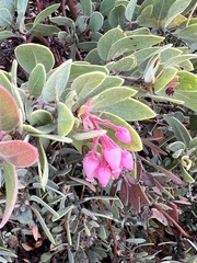 Arctostaphylos pringlei