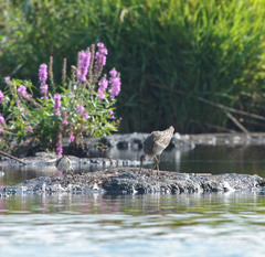 Calidris pugnax