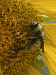 Bombus pensylvanicus