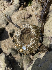 Anthopleura