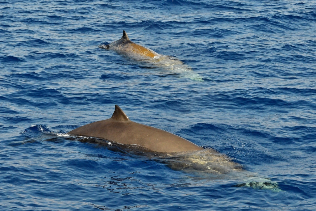 Two Cuvier's beaked whales surfacing together in open ocean