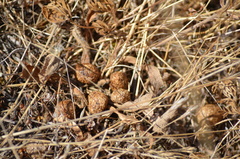 Sylvilagus floridanus