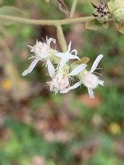 Sericocarpus tortifolius