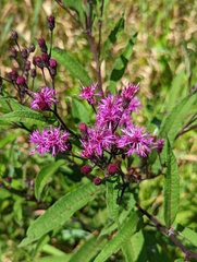 Vernonia gigantea