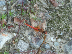 Sympetrum fonscolombii