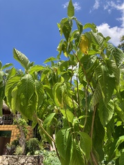 Megaskepasma