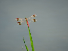 Sympetrum pedemontanum