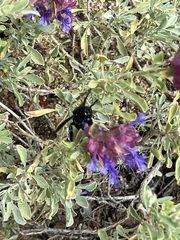 Xylocopa californica arizonensis